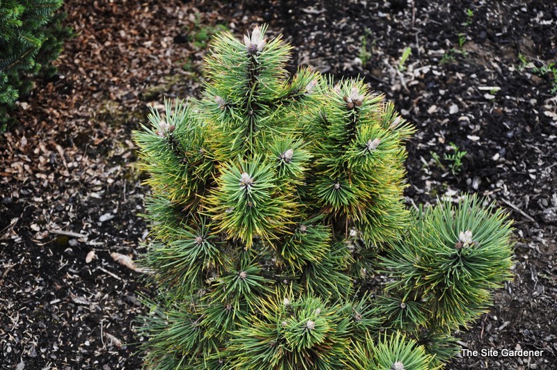 Pinus Ponderosa Yedauwoo — photo 1