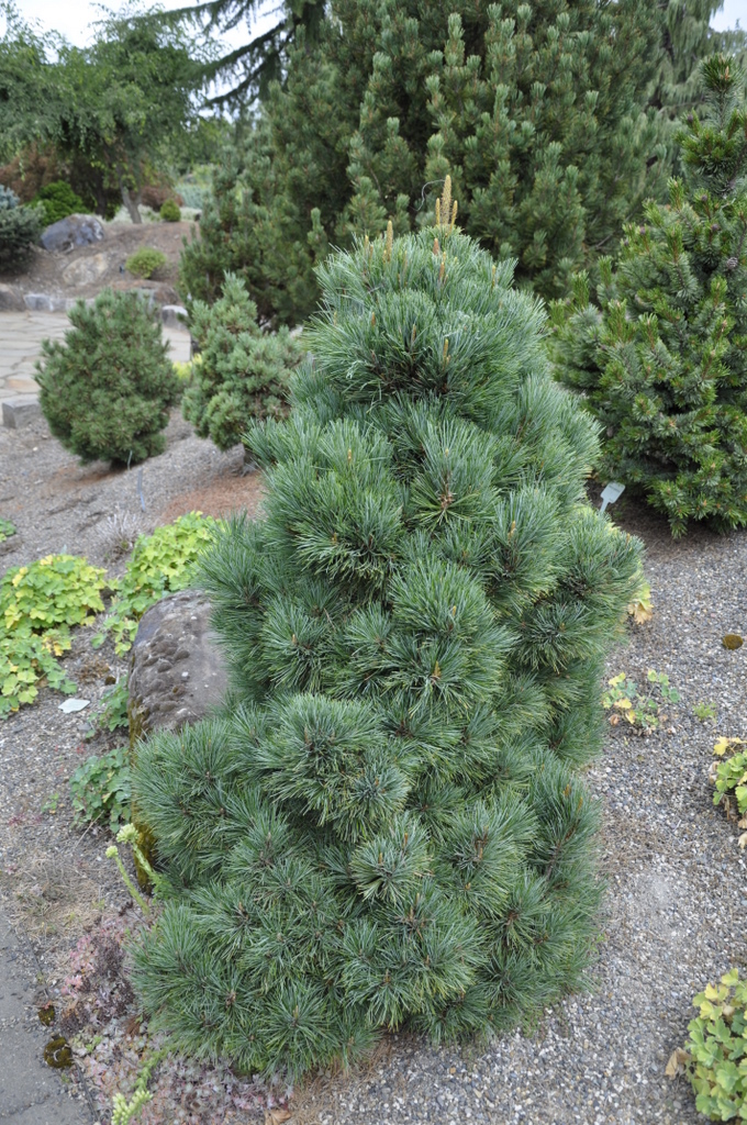 Pinus Strobiformis