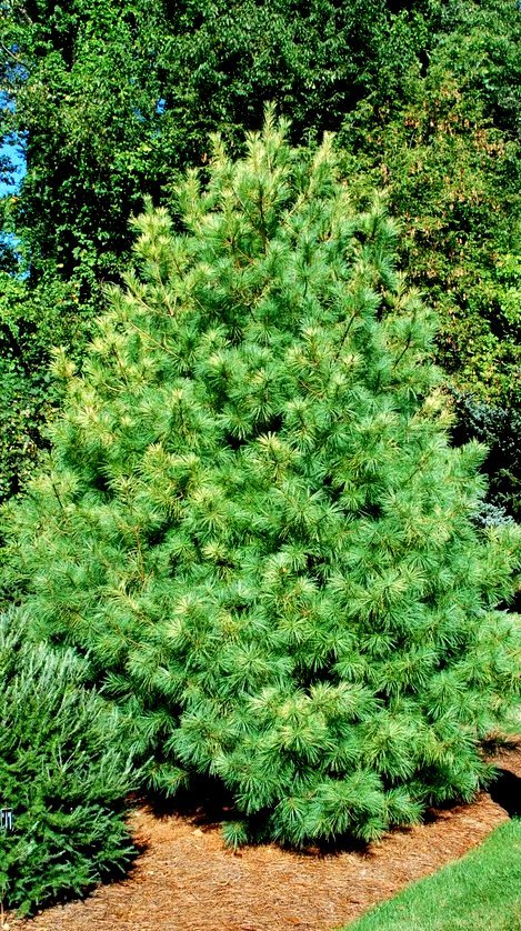 Pinus Strobus Bennett Dragons Eye — photo 1