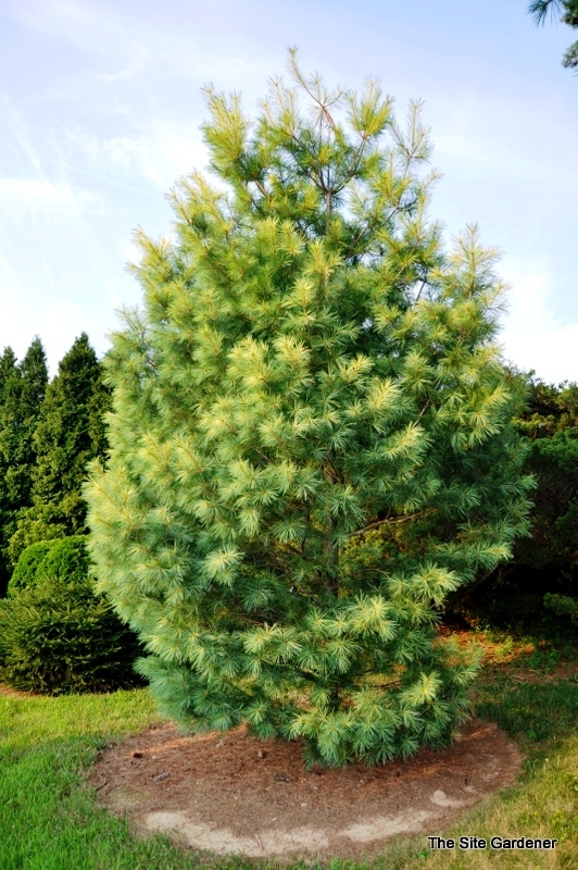 Pinus Strobus Golden Candles