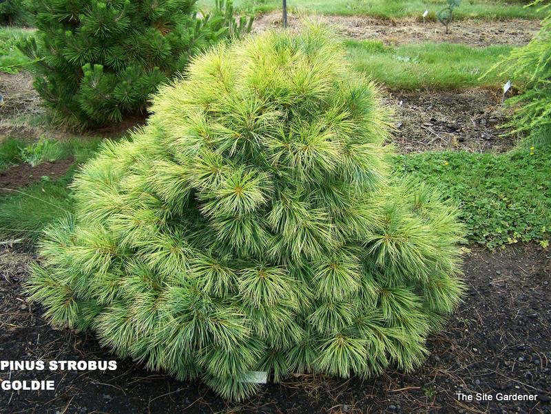Pinus Strobus GOLDIE — photo 1