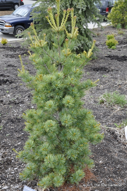 Pinus Strobus Ibo Can