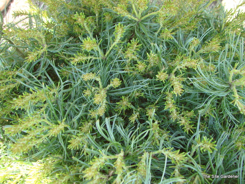 Pinus Strobus Mini Twist — photo 1