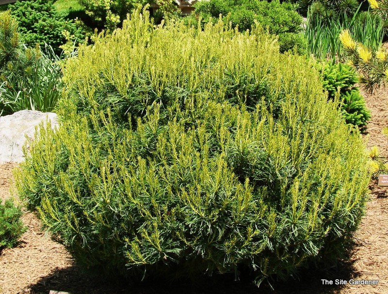 Pinus Strobus Mini Twist - The Site Gardener