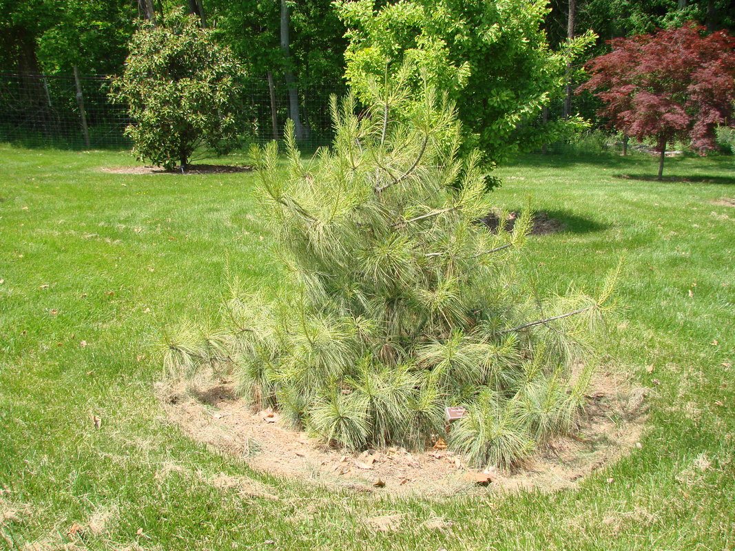 Pinus Wallichiana Frosty — photo 1