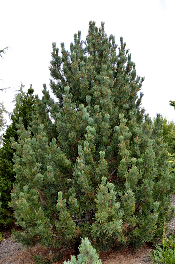 Pinus Albicaulis