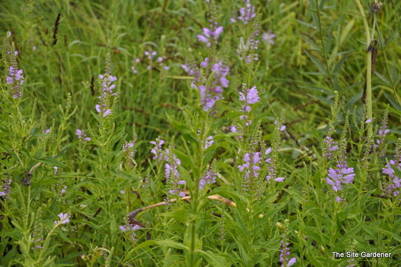 Physostegia Virginiana 'Variegata'