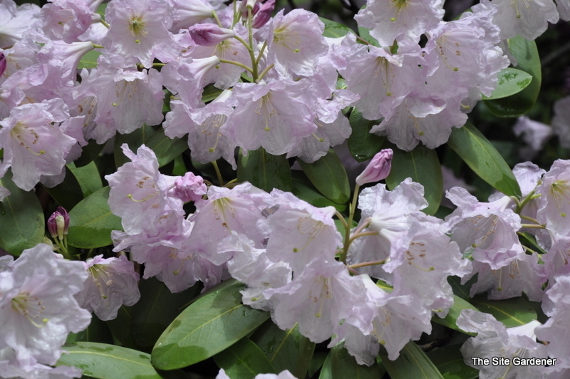 Rhododendron Lu Shan — photo 1