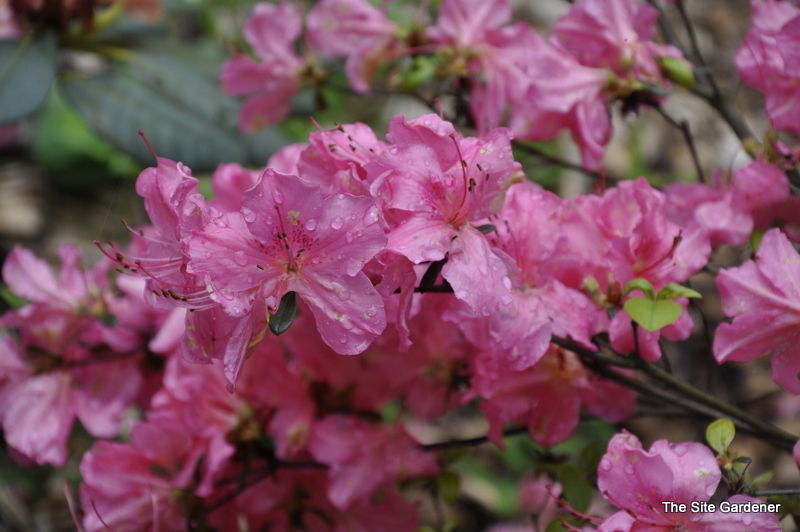 Rhododendron Abigail Adams — photo 1