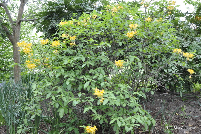 Azalea Admiral Semmes — photo 1