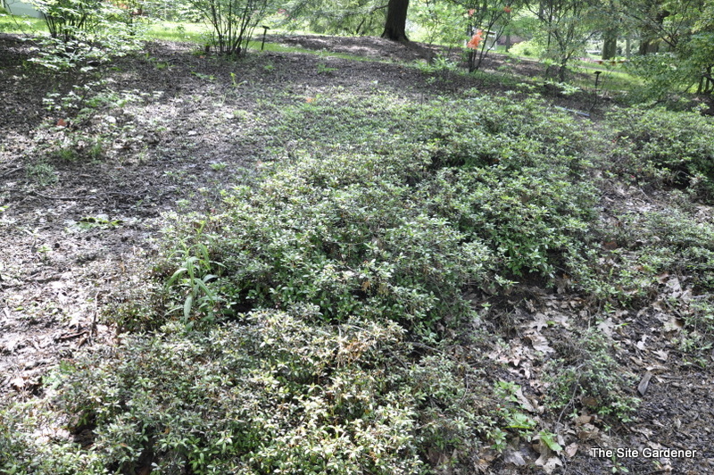 Rhododendron Alexander