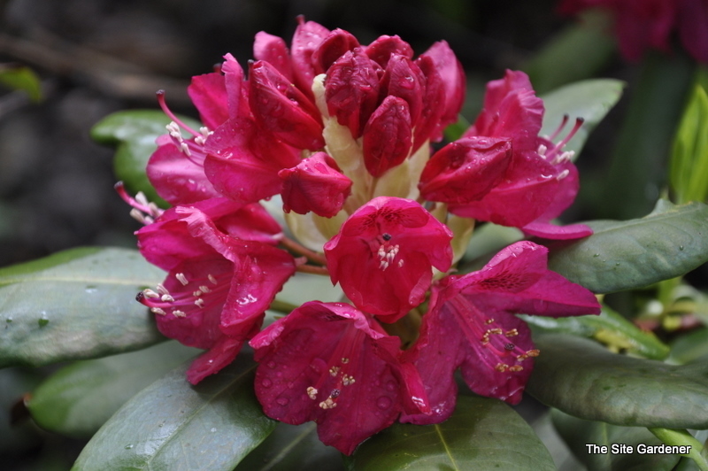 Rhododendron America — photo 1