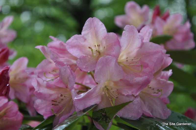Rhododendron Bali — photo 1