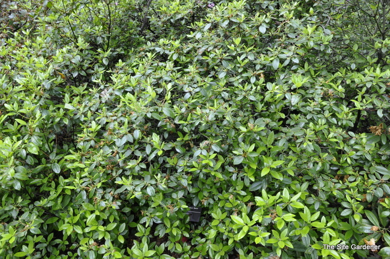 Rhododendron Balta — photo 1