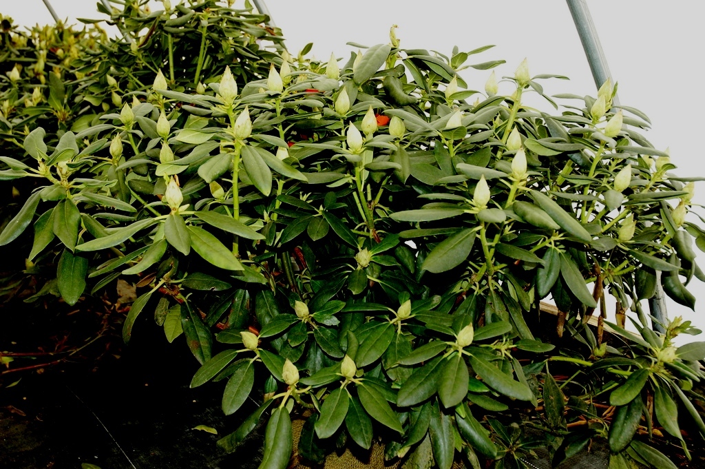 Rhododendron Baursalt — photo 1