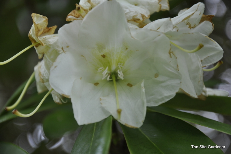 Rhododendron Beaufort — photo 1