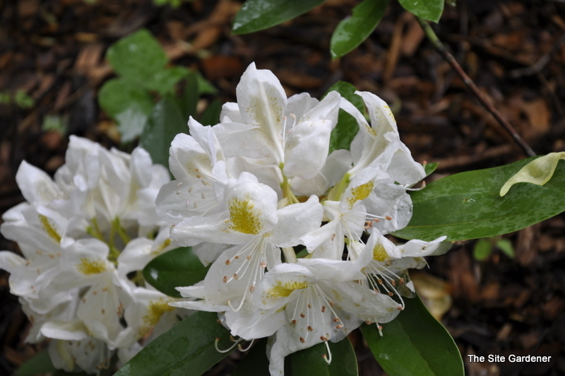 Rhododendron Belle Heller — photo 1