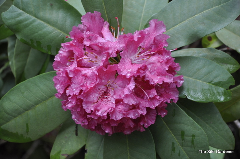 Rhododendron Ben Mosley — photo 1