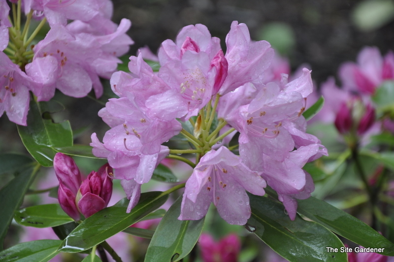 Rhododendron Bermuda