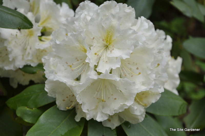 Rhododendron Big Deal — photo 1