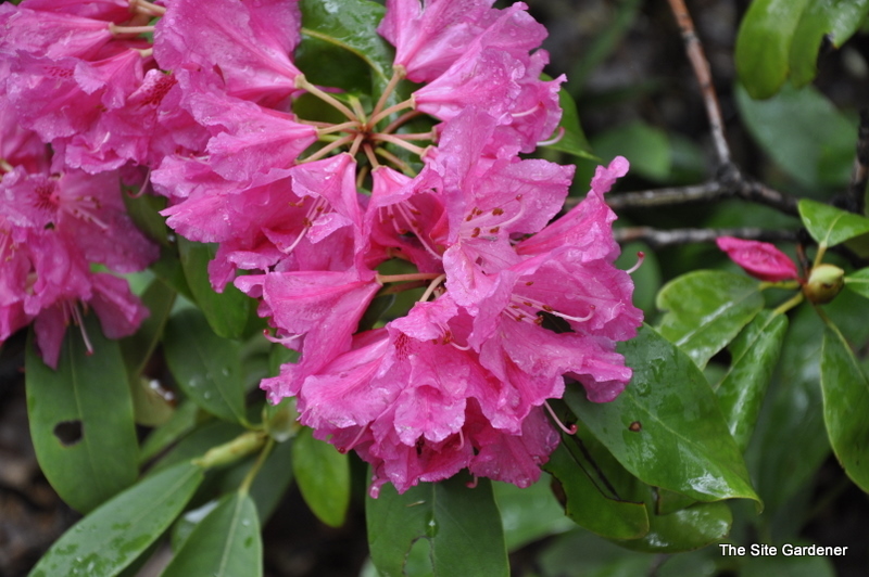 Rhododendron Boule De Rose — photo 1
