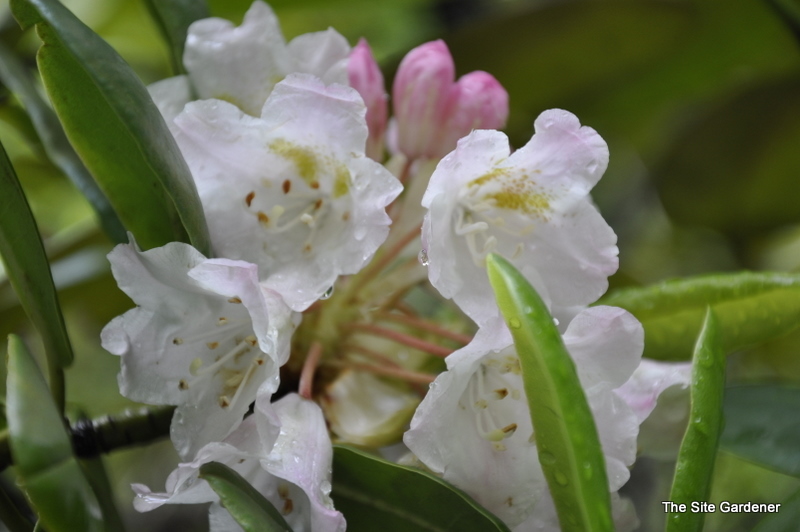 Rhododendron Branchycarpum — photo 1