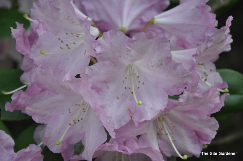 Rhododendron Bravo — photo 1