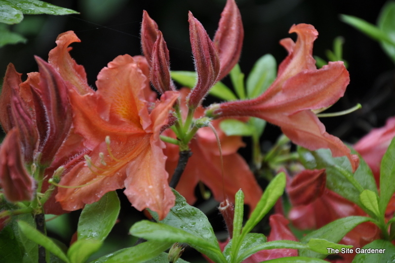 Rhododendron Brickdust — photo 1