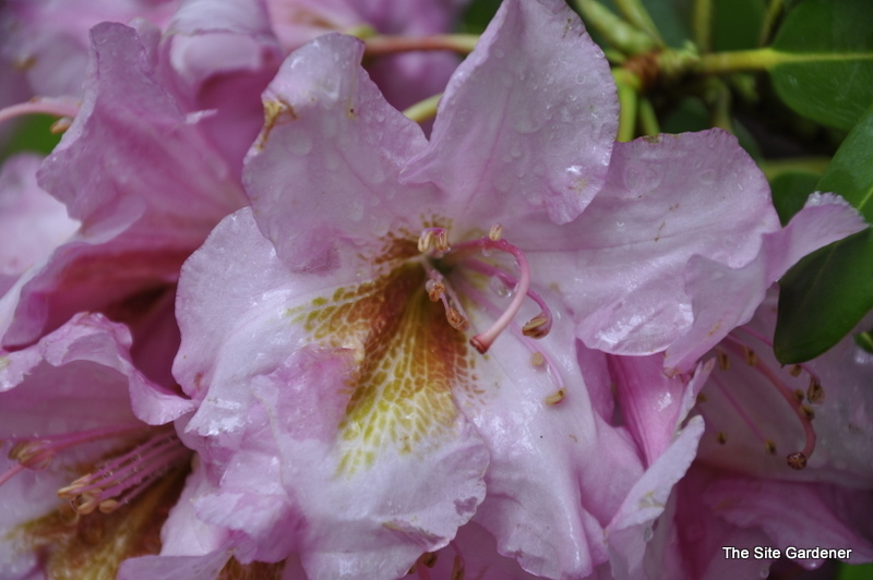 Rhododendron Brown Eyes — photo 1