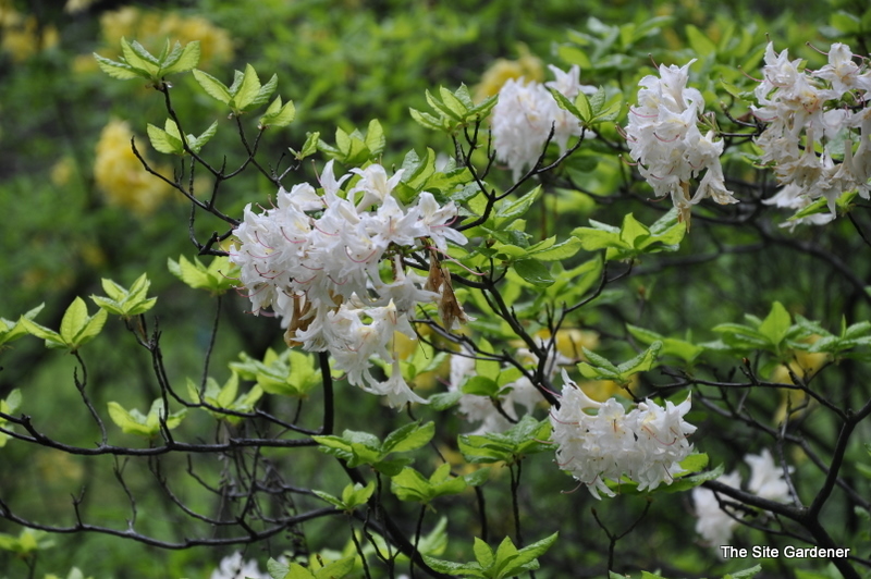 Rhododendron Byron — photo 1