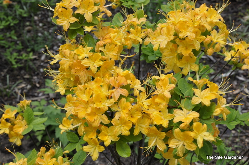 Azalea Calendulaceum - The Site Gardener