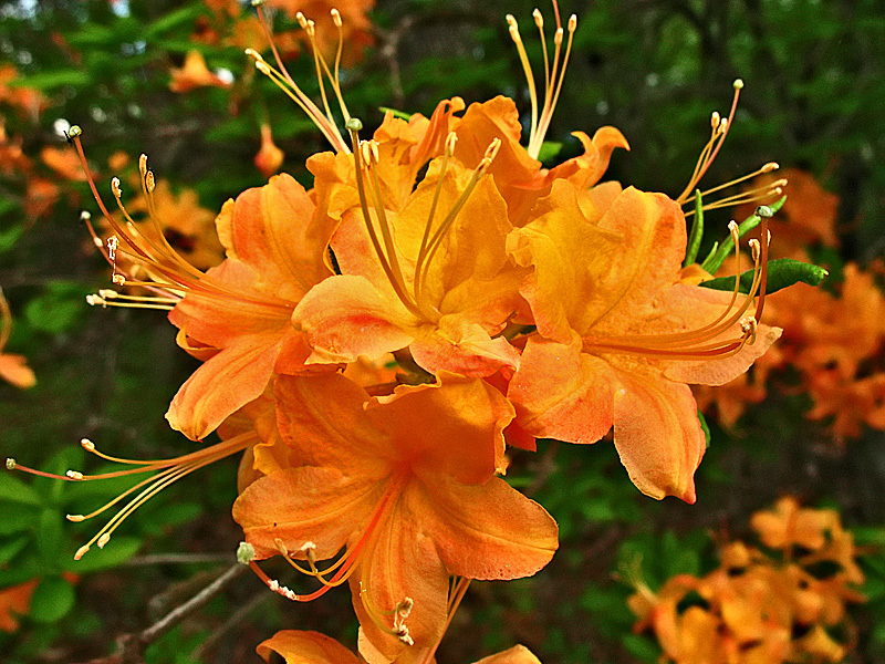 Azalea Calendulaceum — photo 1