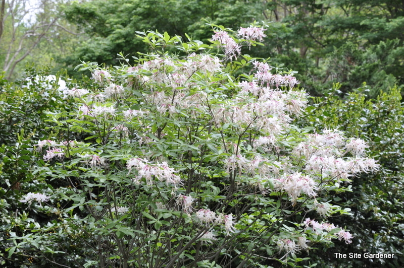 Rhododendron Canescens
