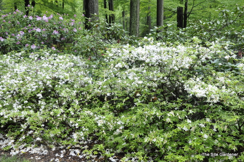 Azalea Cascade — photo 1