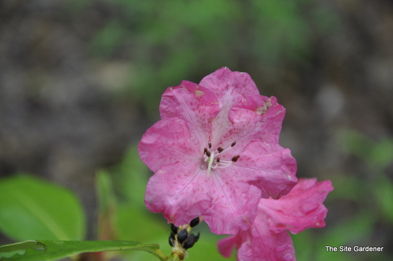 Rhododendron Cherry Red
