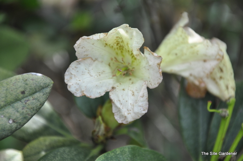 Rhododendron Color Buster