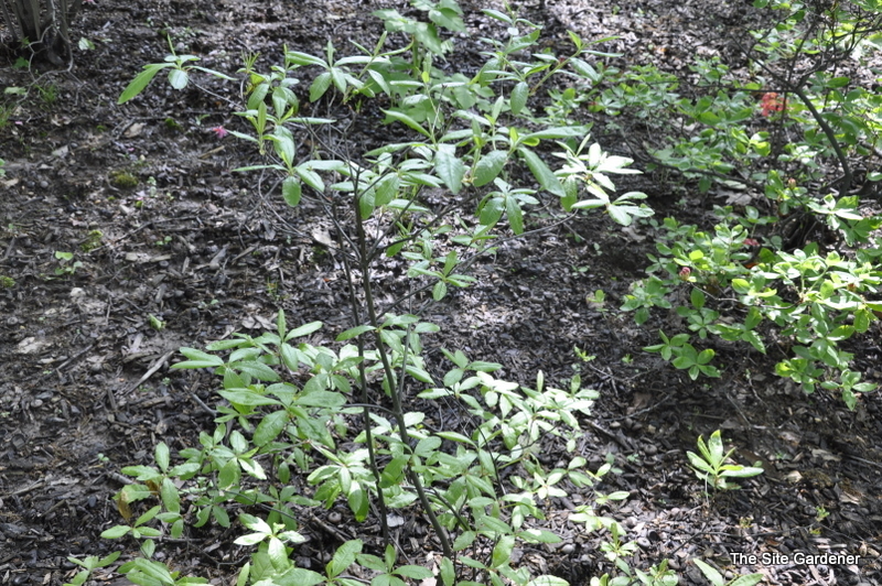 Rhododendron Corneille