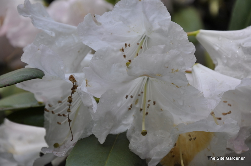 Rhododendron Cyprus