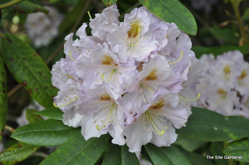 Rhododendron Dandylicious
