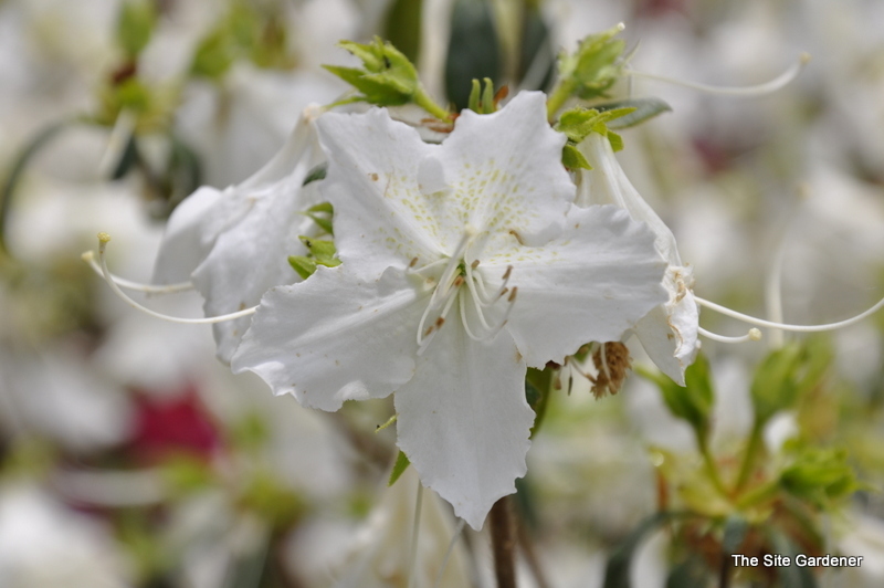Azalea Desiree — photo 1