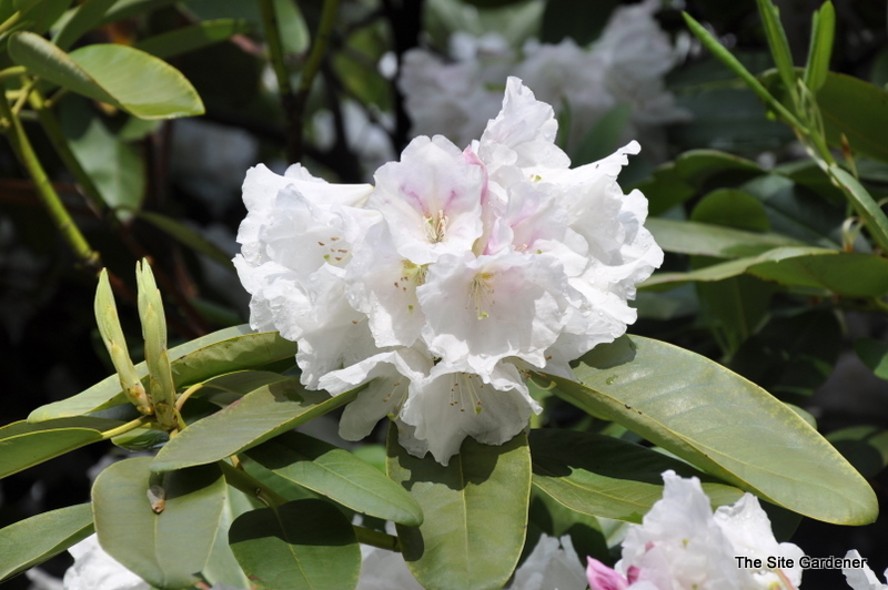Rhododendron Dolly Madison