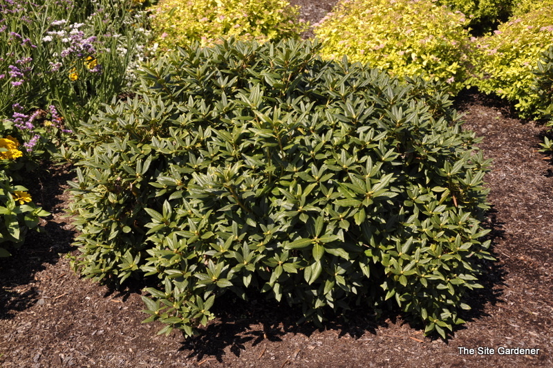 Rhododendron Dorothy Amateis