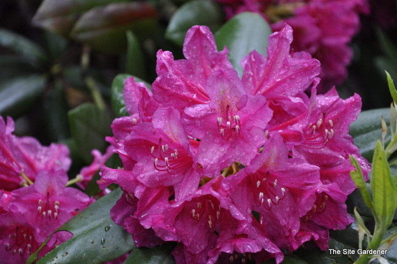 Rhododendron Dr H. C. Dresselhuys
