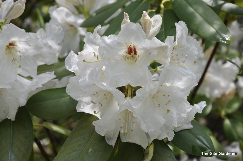 Rhododendron Edmond Amateis