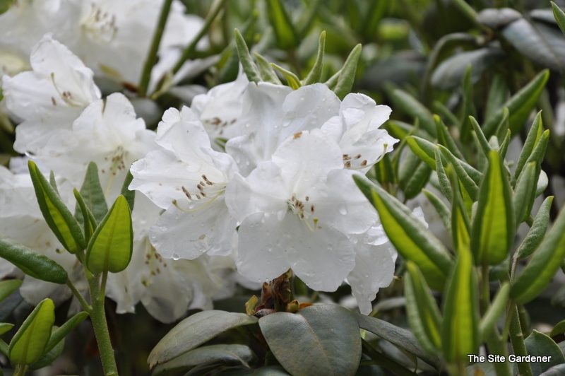 Rhododendron Finlandia