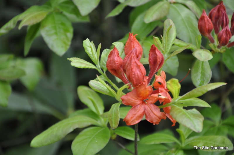Rhododendron Firefly