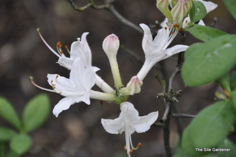 Rhododendron Fragrent Star