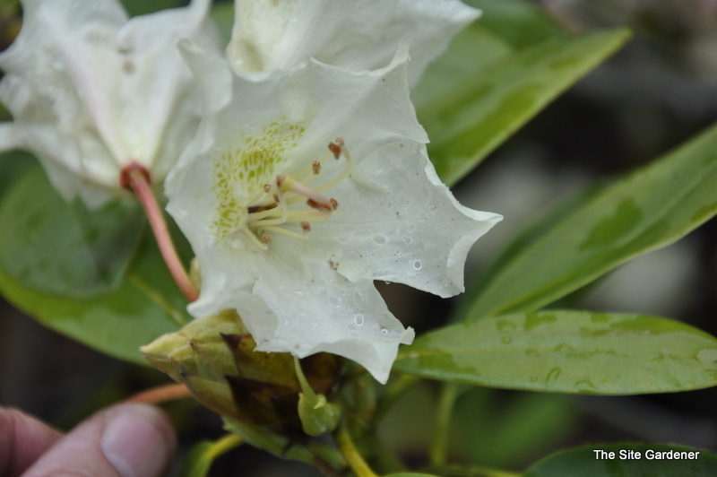 Rhododendron Golden Yellow