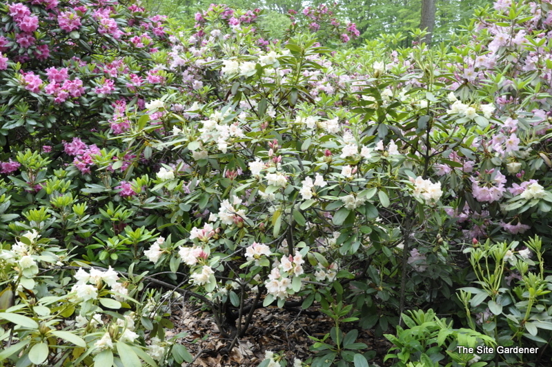 Rhododendron Goldsworth Yellow — photo 1