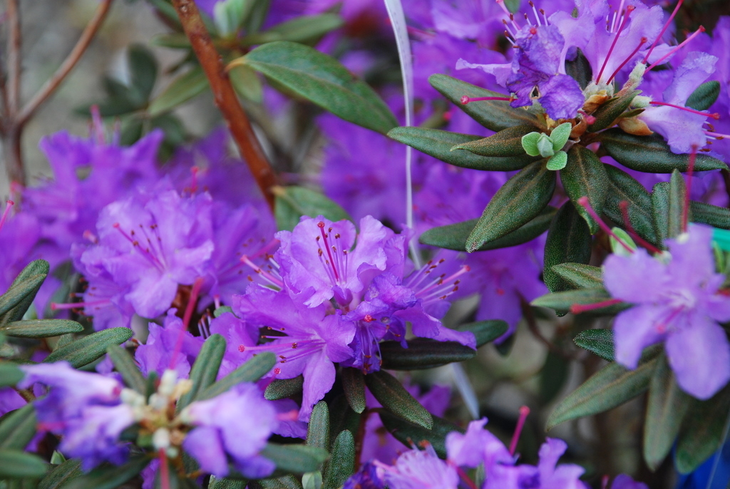 Rhododendron Grape Jam — photo 1